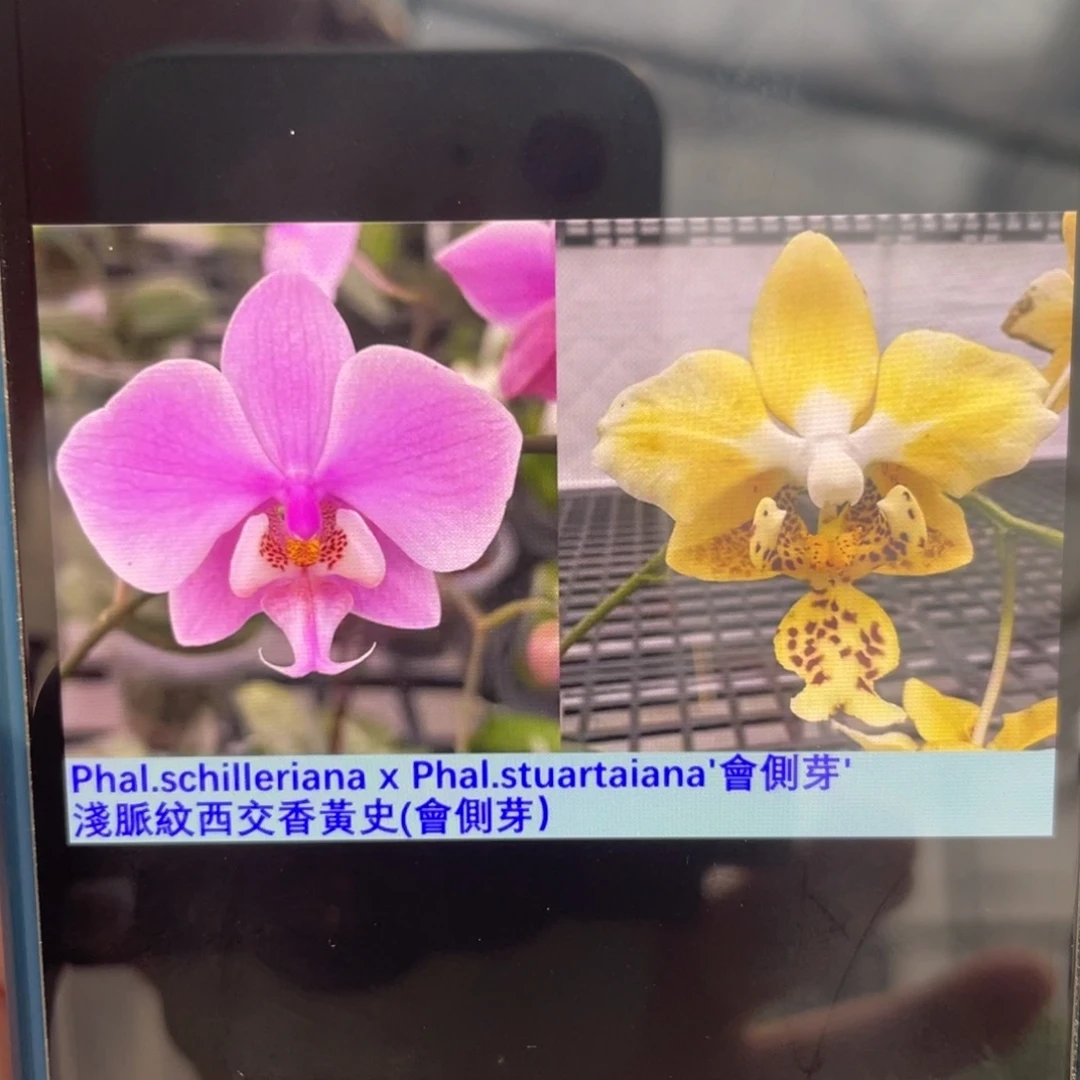 当前无花栽培后可以开花浅脉纹西交香黄史，2.5杯苗1棵