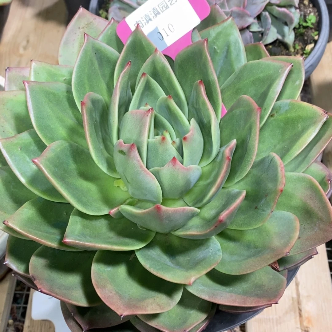 x010-多肉植物 翠鸟