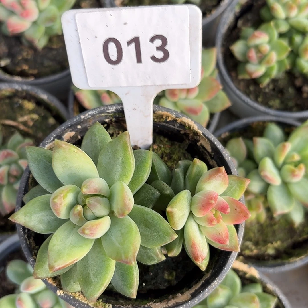 水晶葡萄12345678910011111