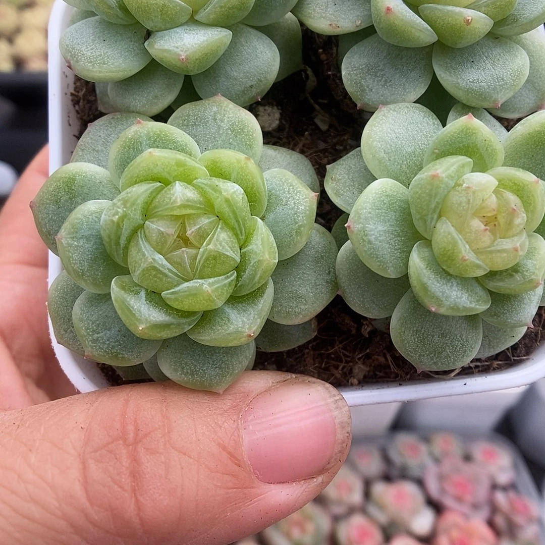 一物一拍一物一拍925-113
