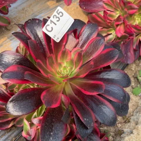 多肉植物美杜莎捧花