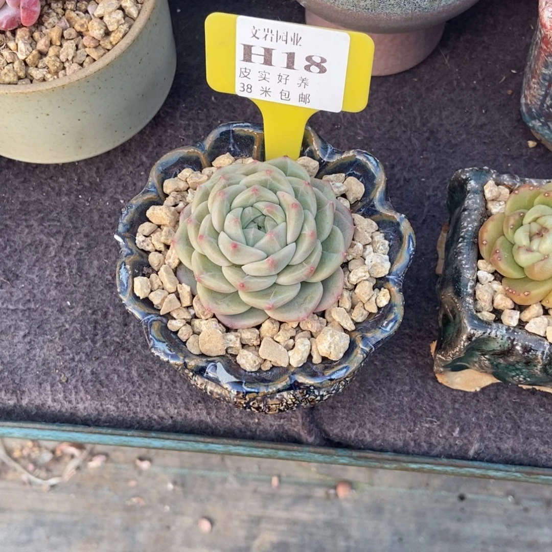 ℳ****多肉植物111111