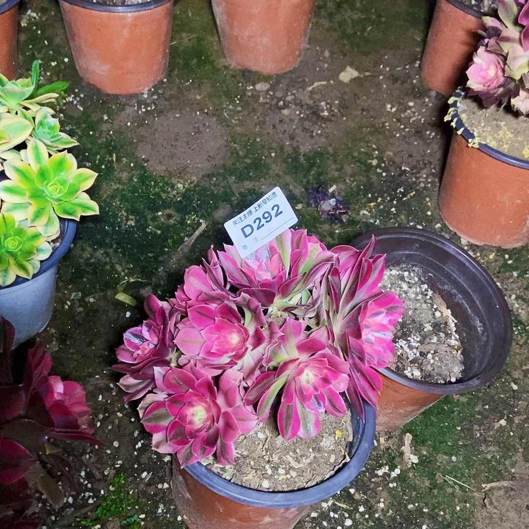 毛*多肉2920000000000000