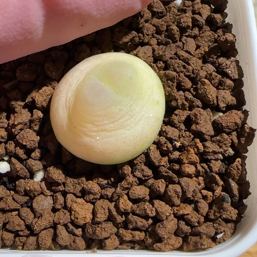 虎***叽肉锥多肉植物组合-393