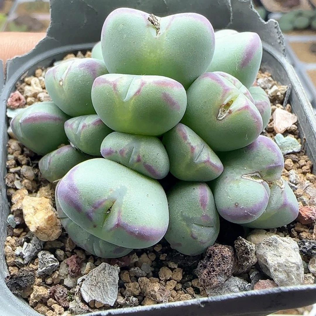 ¹***?脱土年后发货24053