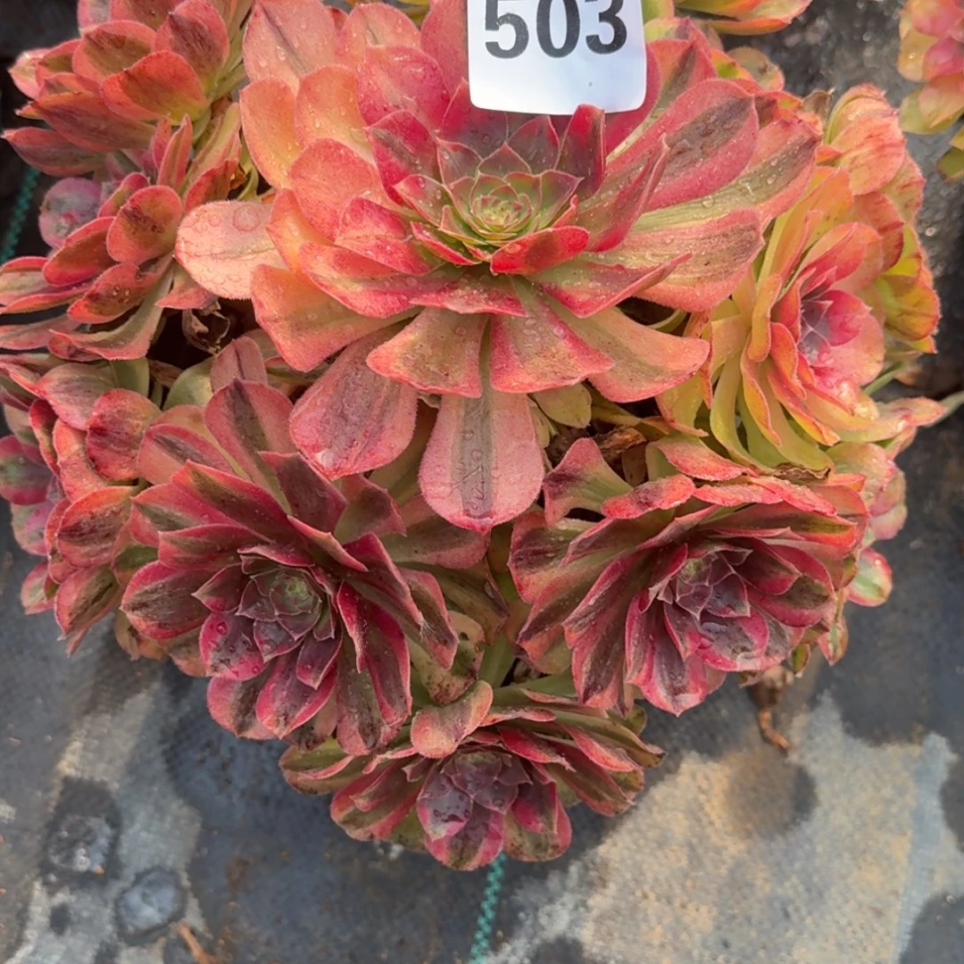 老庄雨河多肉植物503