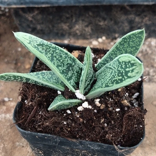 旋转蜗牛蜗牛蜗牛