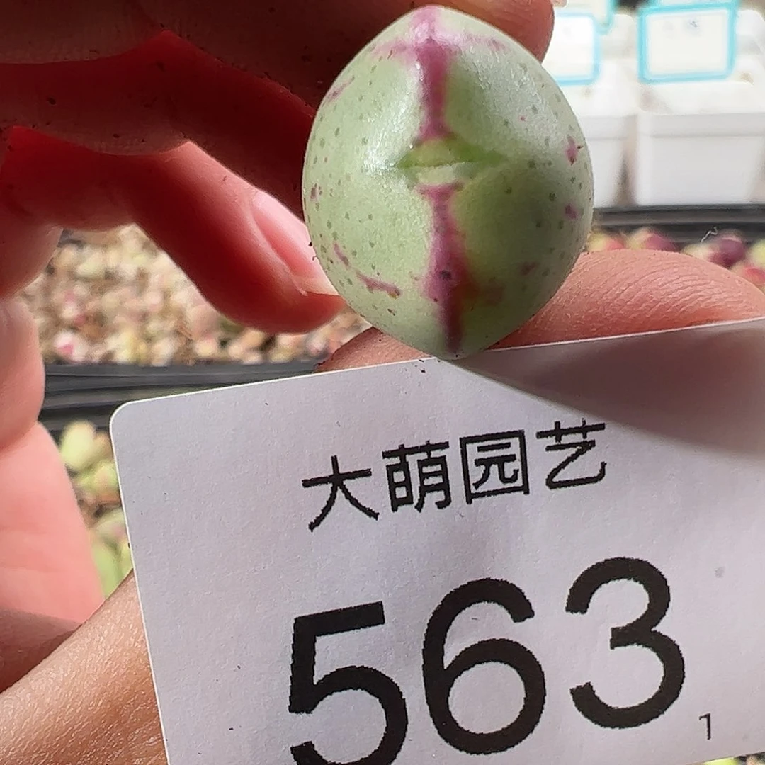 0000563 一物一拍……