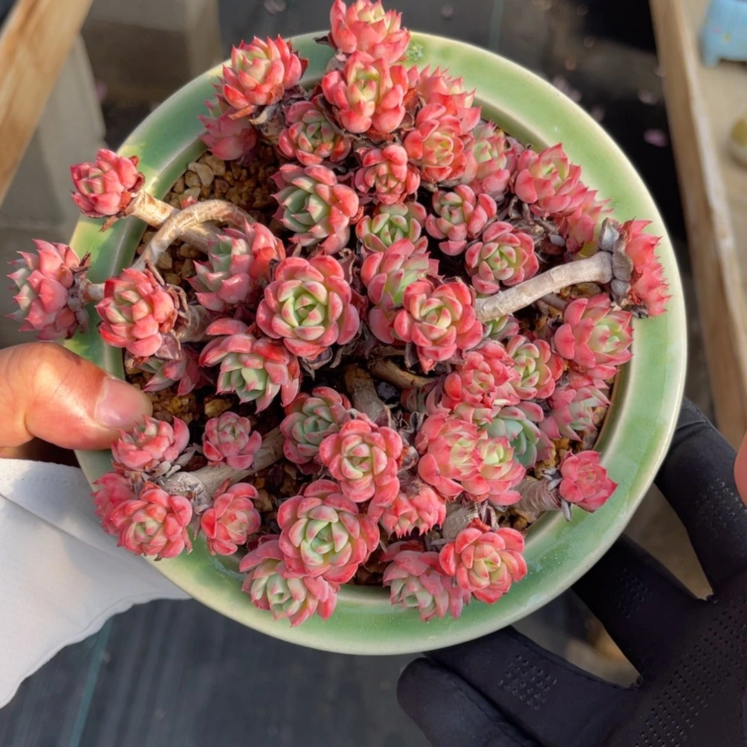 一物一拍不支持退换