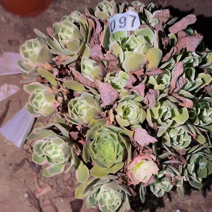 097男神多肉植物不售后