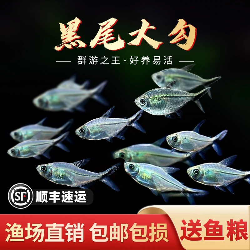 4-5cm  5-6cm黑尾大勾草缸群游鱼热带鱼灯科鱼