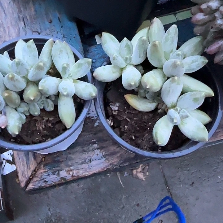青蛙王子儿童牙膏11