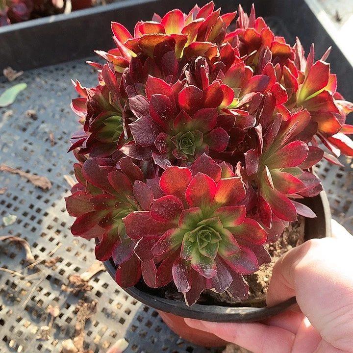 ༒****385安娜锦多肉植物