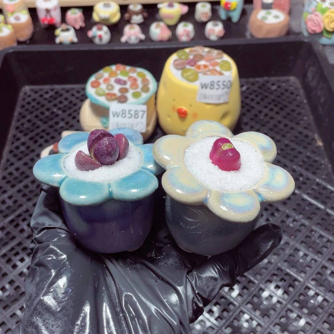 w8590 带盆土发货-零下地区拍保温箱