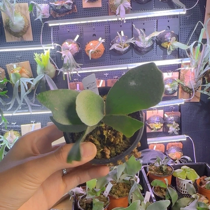 完全开放侏儒银爪哇哈哈哈哈哈