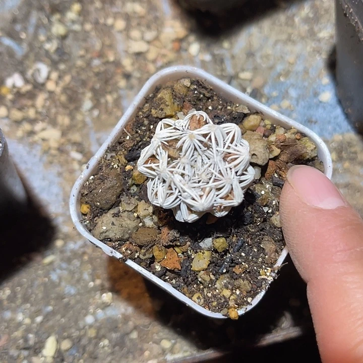 满38包邮2天凑单，脱土晾根发货多肉植物实生孤月