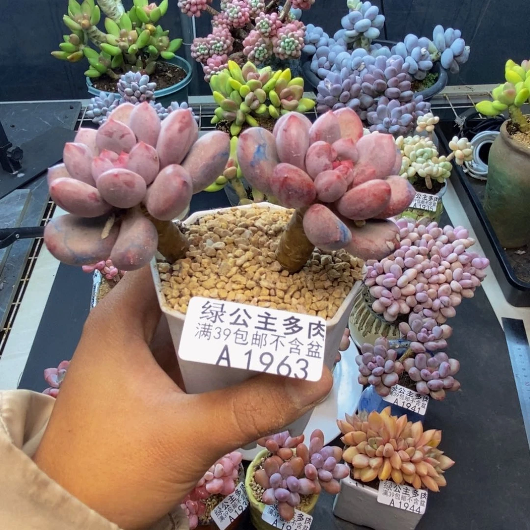 963仙子奶多肉6cm