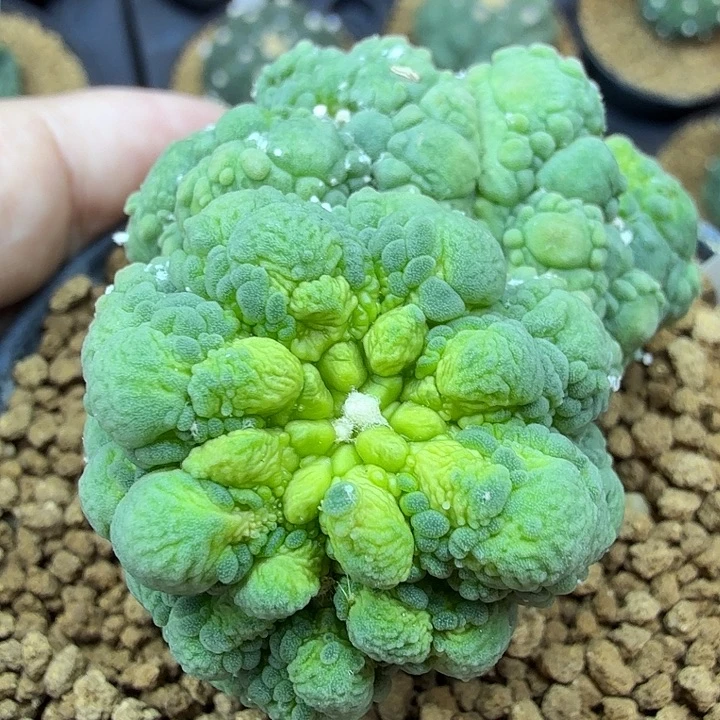 嗜***彩嗜血的悟空牛牛牛
