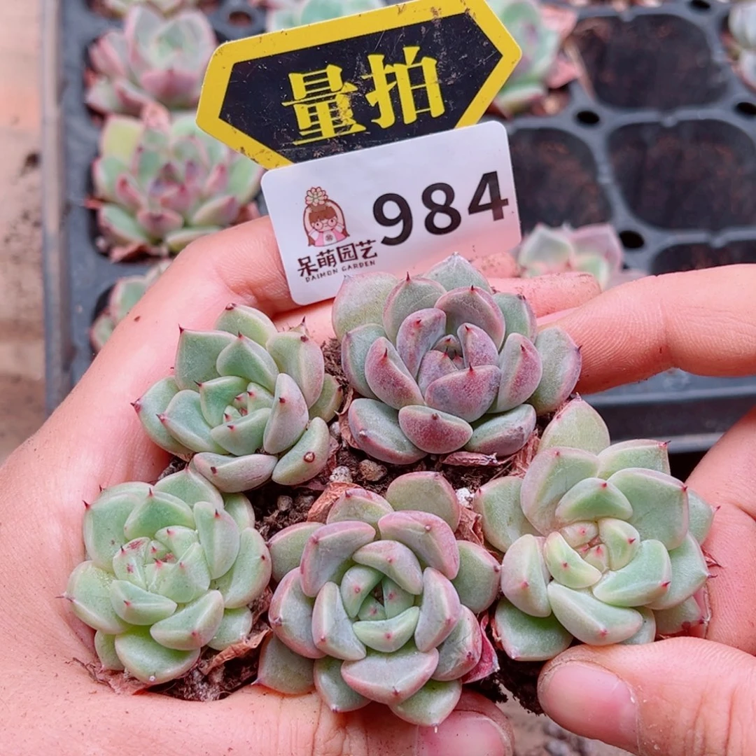 当前无花朵，栽培后可花朵