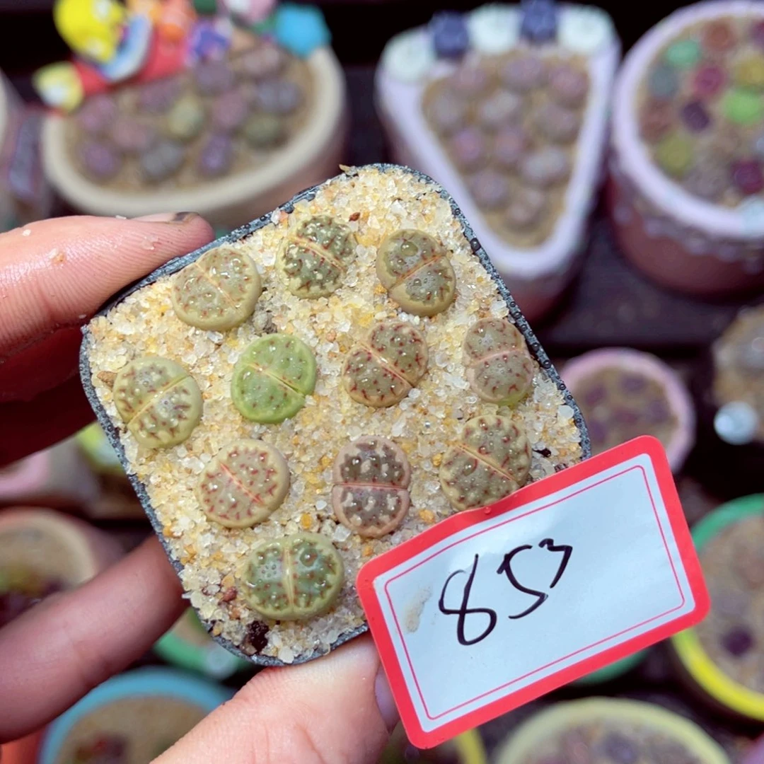 853生石花带盆发1
