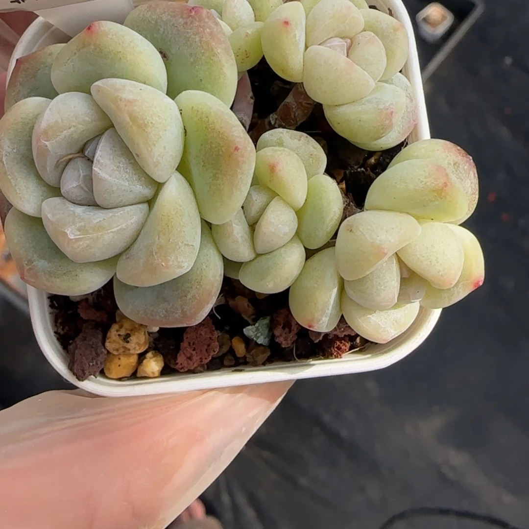 133东篱下多肉植物盆栽