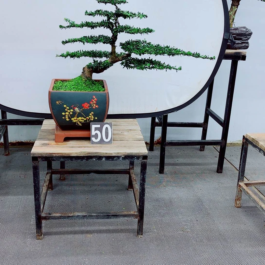 无花朵直播间一物一拍