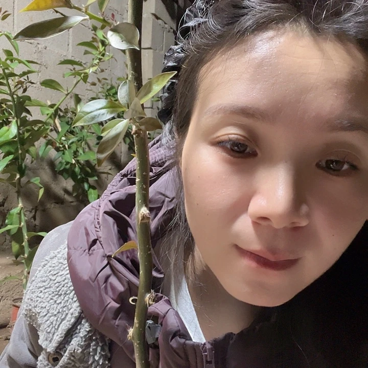 可***芙完全开放5729泡芙直杆