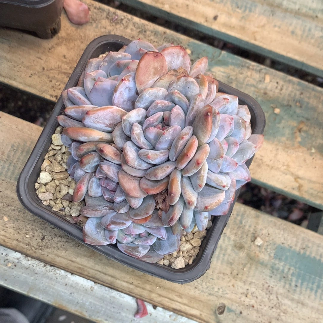 石榴籽绿底花花花