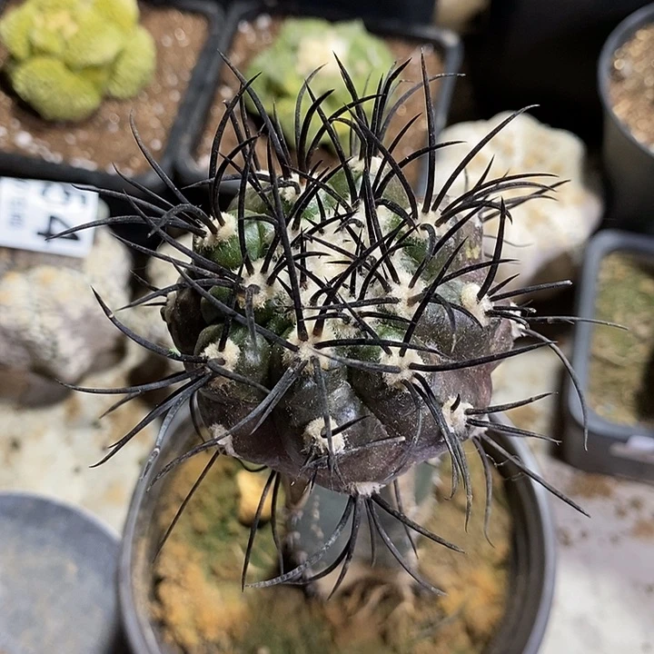 童***忆苗转栗星玉。492号