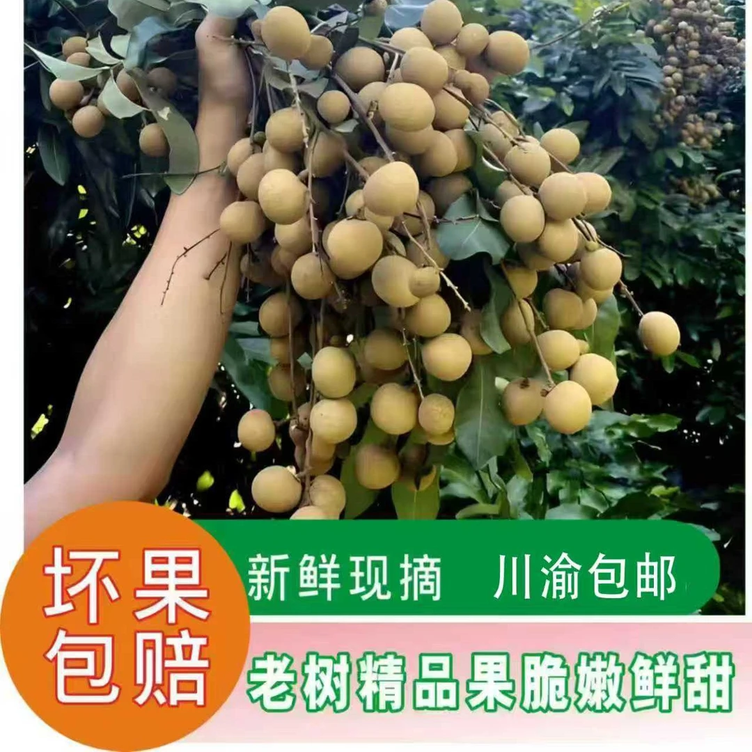 （川渝地区特惠9斤装）正宗泸州石硖桂圆，新鲜现摘现发，（省内包邮）