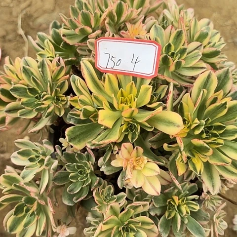 多肉植物甜茶750号