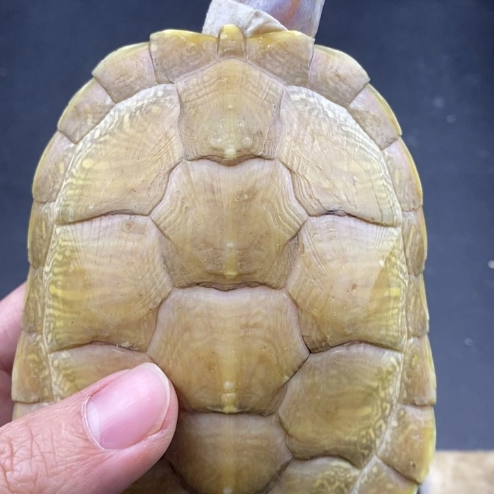 巴西彩龟母6666666