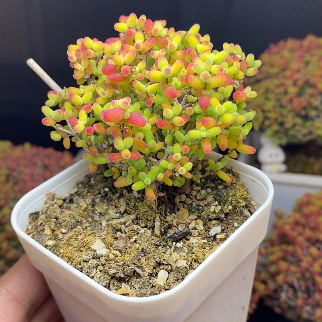 无花朵80号蜜橘糖球枝干