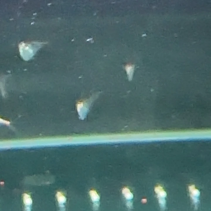 灯科鱼月光燕子3条