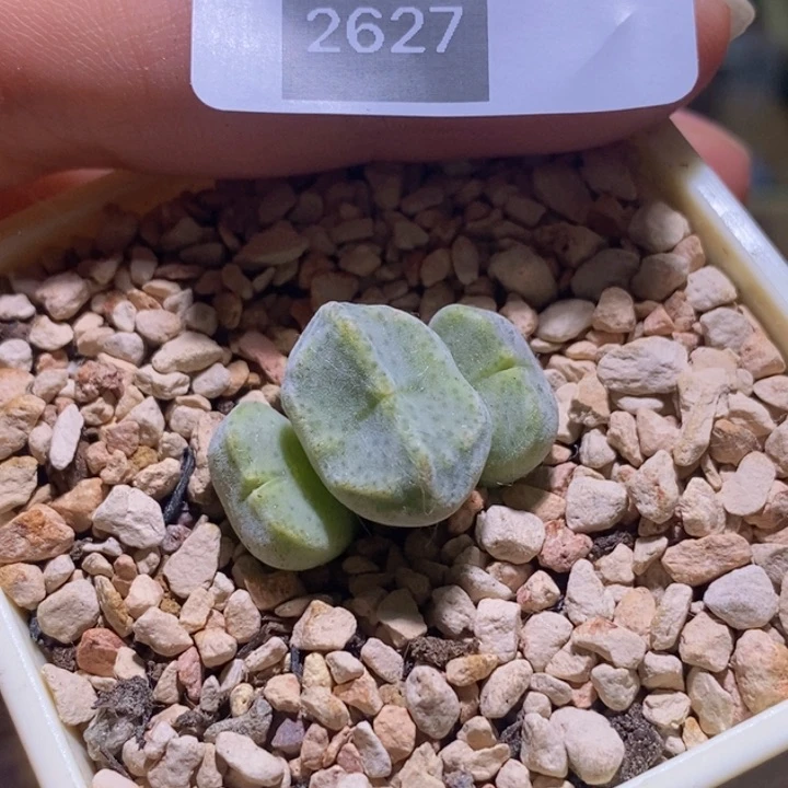 大**师5-2627福利一颗绿豆糕