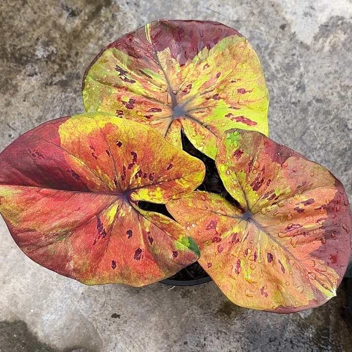 69-1223月光广东现货