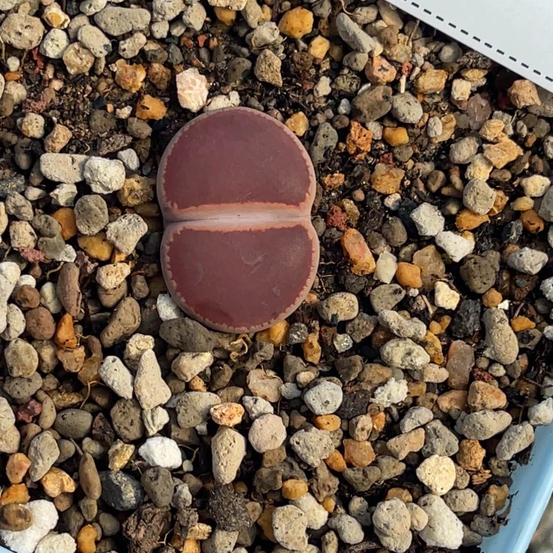 0873比利时ko1尺寸2.1