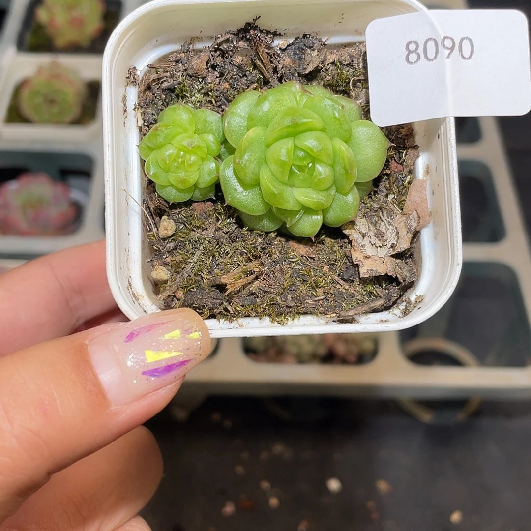 赤***恩8090。 灯泡珍妮。