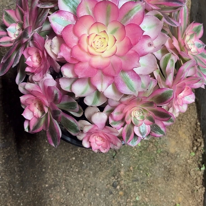 A***l多肉植物倾城锦…………