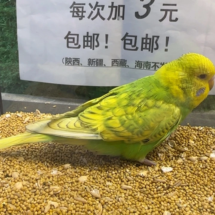 虎皮鹦鹉大头虎皮鹦鹉