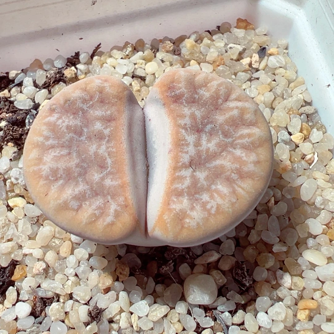 923-604多肉多肉拿铁荒3cm