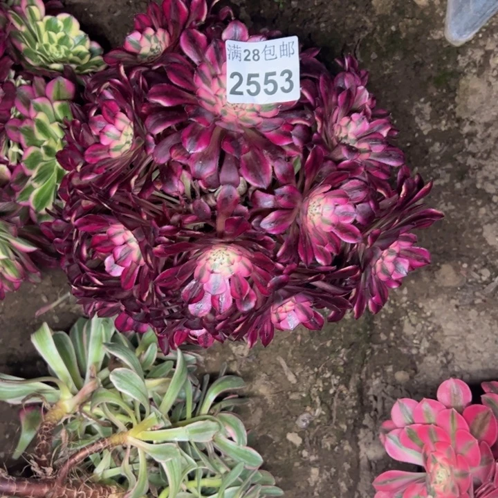 憨***冲2553同白多肉植物