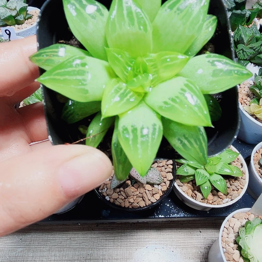 水晶寿多肉植物66666