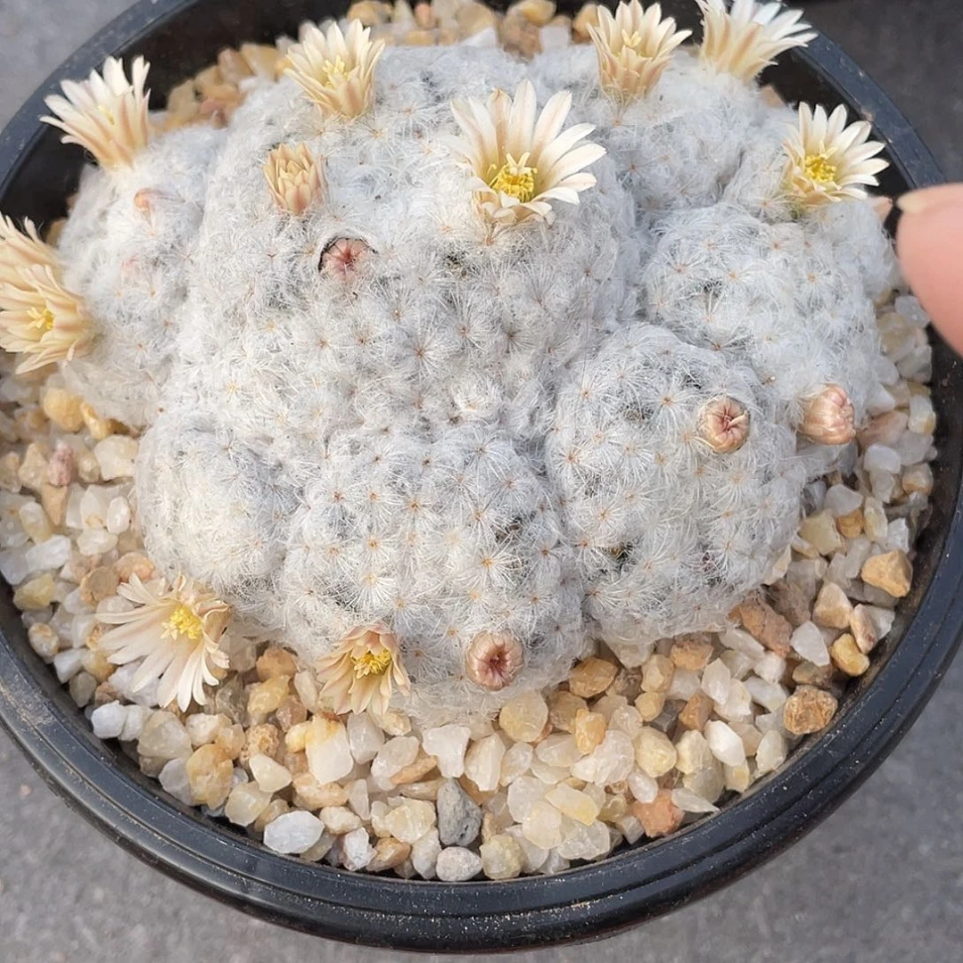 蓝****仙人球实生鹤立羽白星