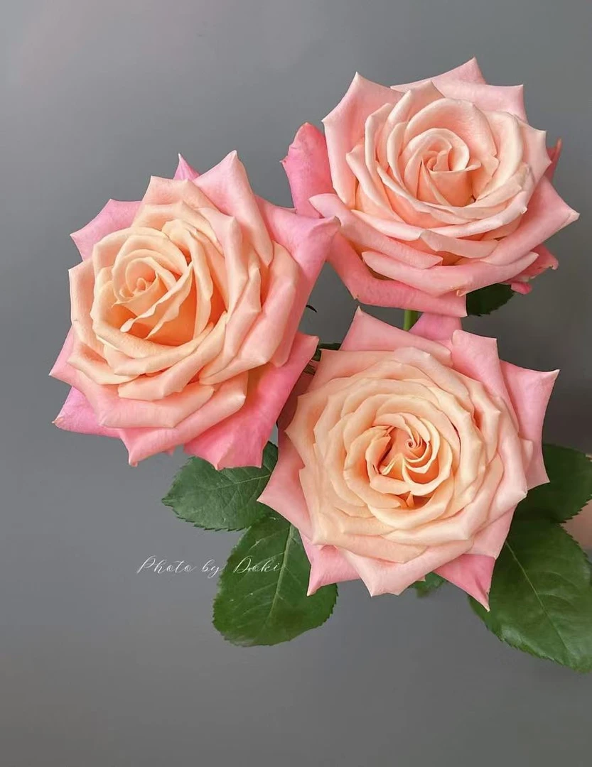 朱小姐单头玫瑰云南基地直发