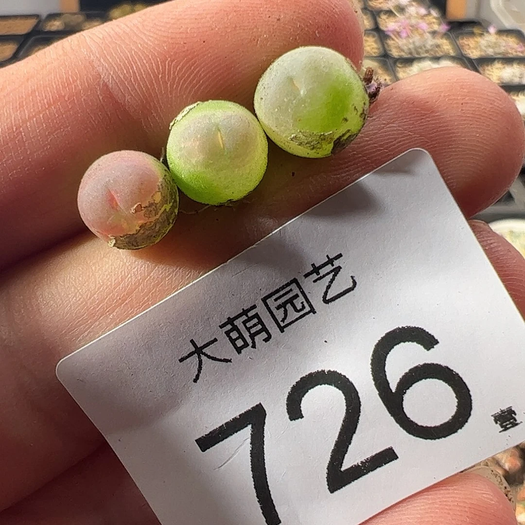 一物一拍默认微瑕。  726