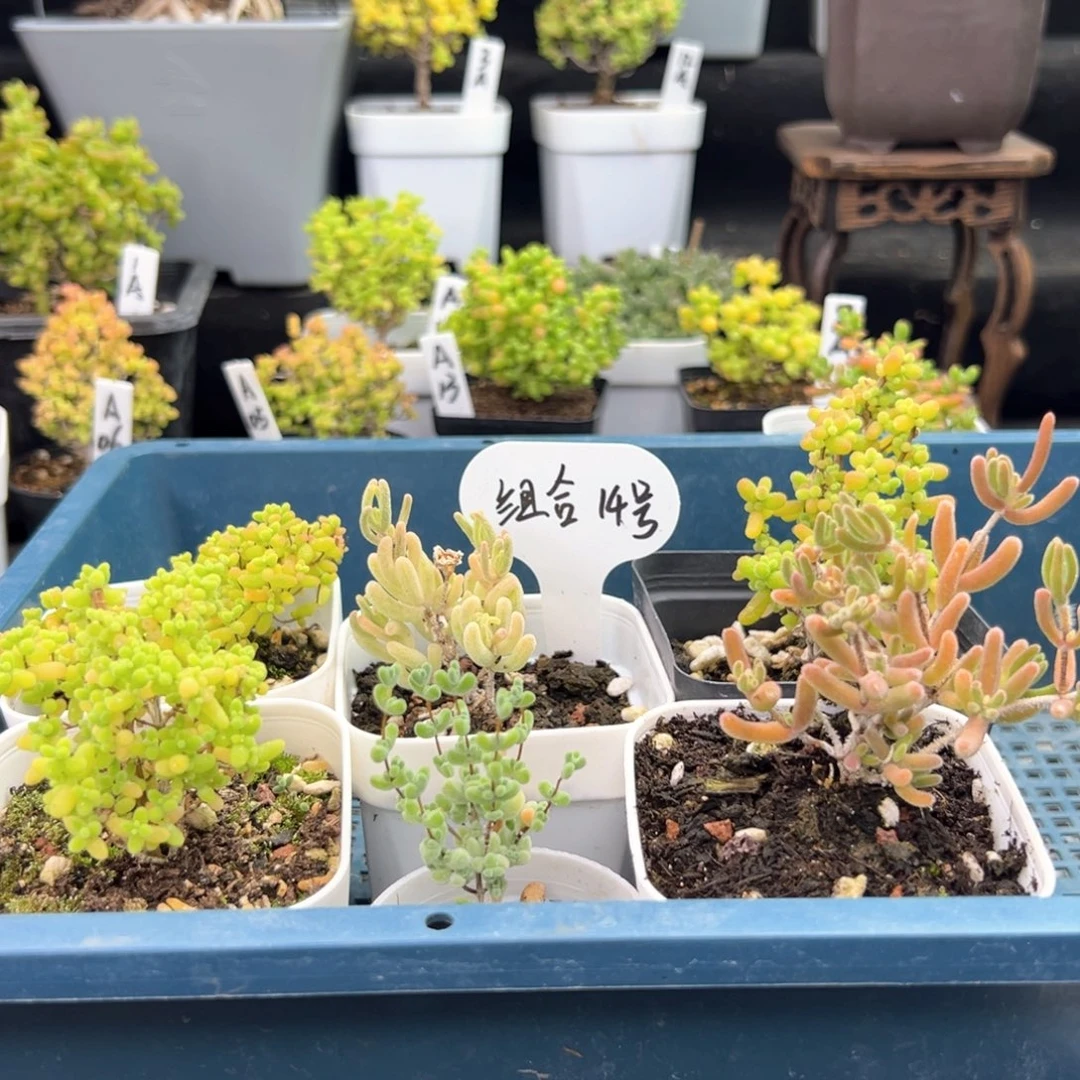 福利组合14号6件套