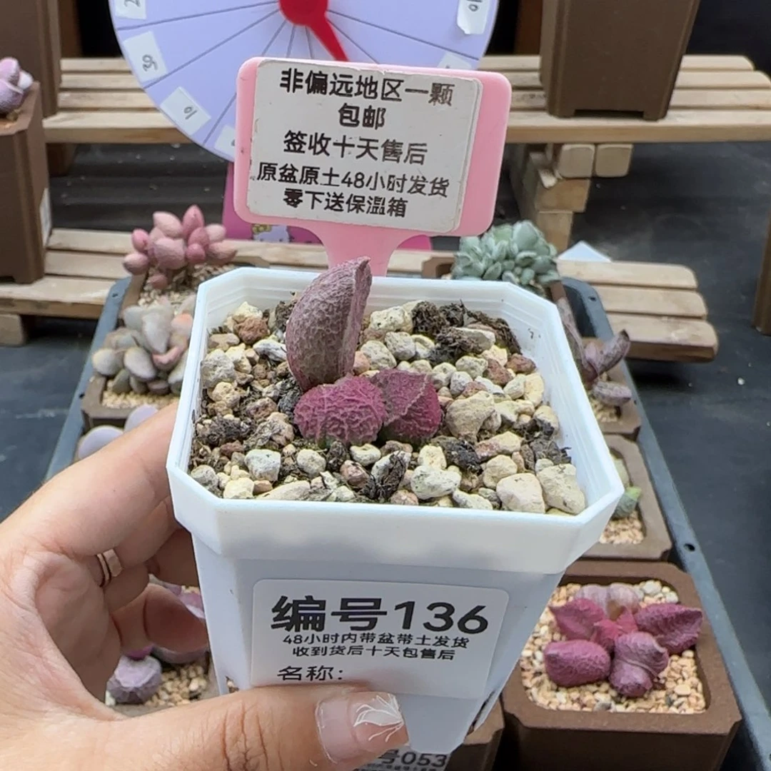 136巨猪宝多肉植物