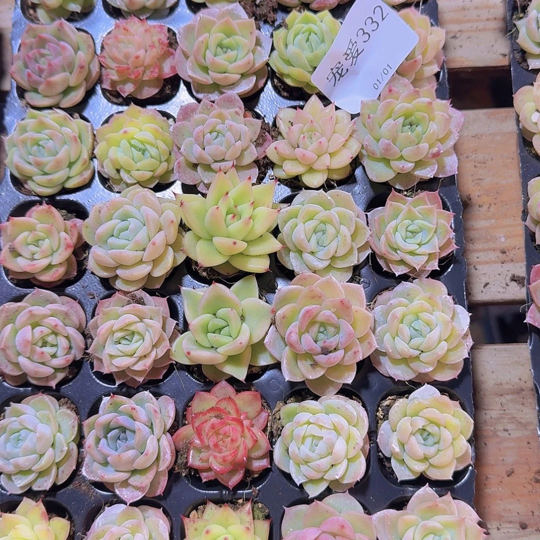 直播福利一物一拍332