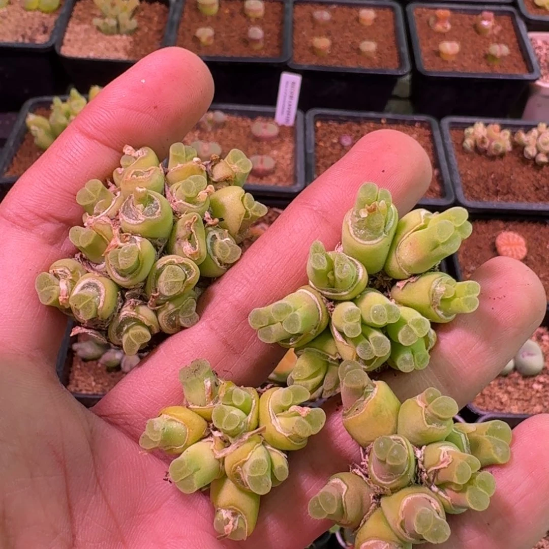 X****i云缦精品番杏14.2